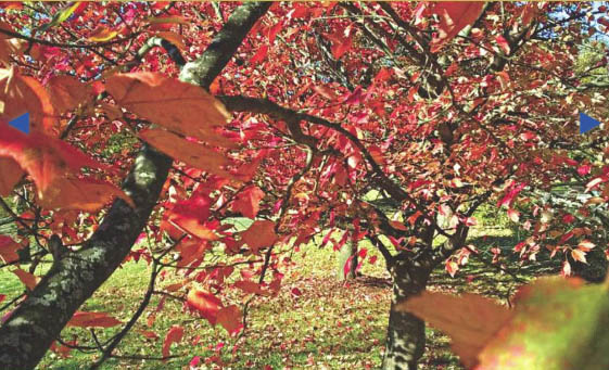 autumn2